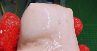 Strange creature which looks like forbidden sex toy pulled from sea by fisherman