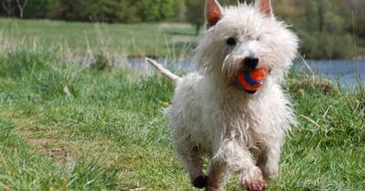 Bereaved dog owner spots face of beloved Westie in cloud a year after he died