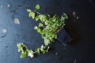 The best ways to use lemon balm at home