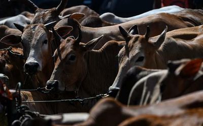 Two tribal men beaten to death on suspicion of cow slaughter in M.P.