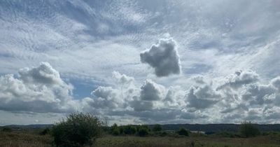Bereaved owner spots dead dog looking down at her from clouds year after he died