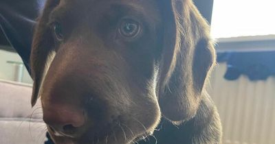 Owner 'petrified' after puppy bitten in face by poisonous snake is unresponsive