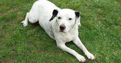 Five-year-old 'nervous' rescue dog left 'distraught' after adder bit her in the face