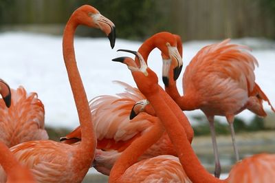 Flamingo massacre: Fox kills dozens of birds at US National Zoo