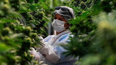 Cannabis News Week: Canopy Cuts Jobs, Pennsylvania Wants Safe Banking