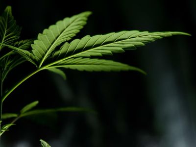 Cannabis Chart Of The Week: Why Has Financing Activity Dropped So Steeply?