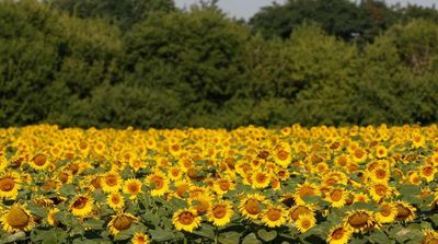 Sunflowers: Popular, Native and, for Some, Newly Meaningful