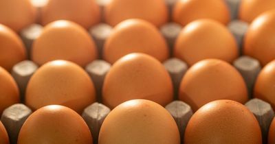 Free-range eggs to return to supermarket shelves after bird flu measures are eased