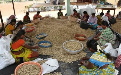 New variety of groundnut seed offers hope to growers