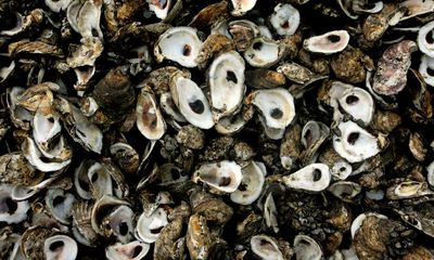 Precolonial First Nations oyster fisheries sustained millennia of intense harvests, study shows