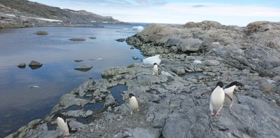 Toughness has limits: over 1,100 species live in Antarctica – but they're at risk from human activity