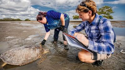 Green sea turtle shells eaten away by mysterious condition following flooding near K'gari (Fraser Island)