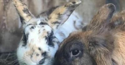 Lanarkshire family left heartbroken over missing rabbits