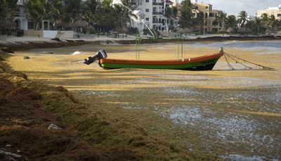 Mexico’s Caribbean beaches awash in foul-smelling sargassum algae