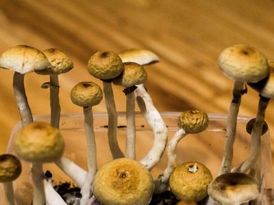 2 New Studies Look At Compass Pathways' Psilocybin Drug For Anorexia And Depression