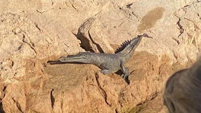 Authorities shoot crocodile after woman bitten in Lake Argyle in far northern Western Australia