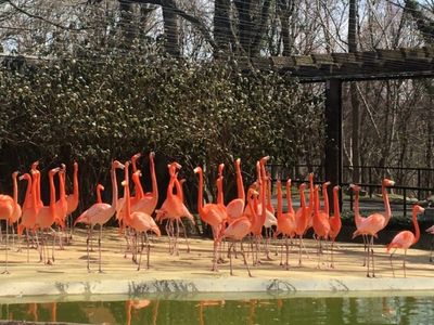 Staff ‘devastated’ after 25 flamingos and one duck killed by wild fox at Smithsonian Zoo