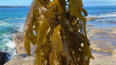 Seaweed farm proposal for Eden aims for Australian-first commercial kelp crop