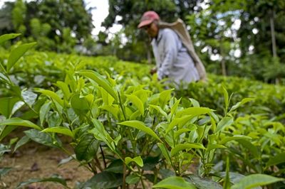 Sri Lanka tea exports lowest in 23 years