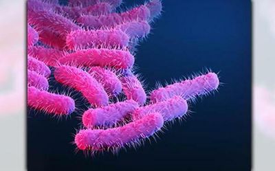 Shigella sonnei bacteria outbreak: hospitals will be monitored, says Kasaragod deputy district medical officer