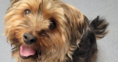 Vet saves dog from being put to sleep by owners who could not afford medical care