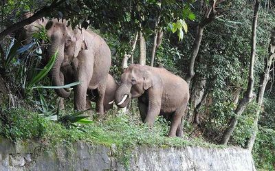 Speed breakers installed at eight elephant crossing points in the Nilgiris