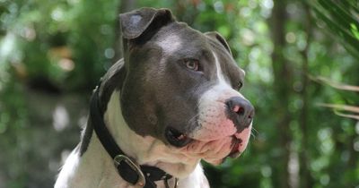 'I made my husband choose between me or the dog - I'm at a total loss'