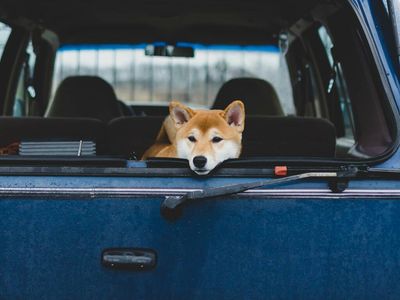 Another 40,000 Dogecoin Holders Exit At $0.12