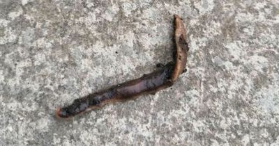 'Killer worm' found in Scotland as warning issued to gardeners