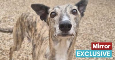 Senior dog chained to wall his entire life has zero applications at rescue centre