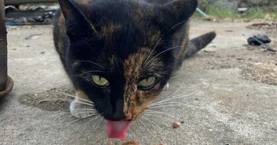 Cat rescued 30ft off the ground on overhead crane in Troon warehouse