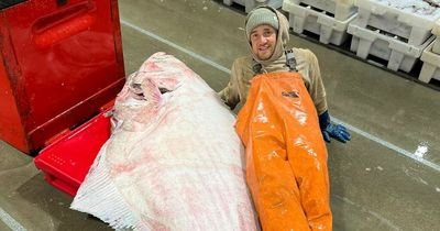 Fishermen stunned after catching monster 7ft halibut off coast of Scotland