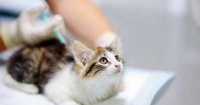 One million cats in UK not neutered as Covid kept people away from vets