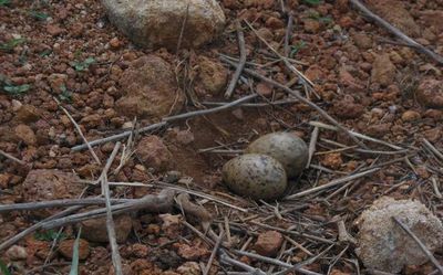 Birds take a two-month break on this islet