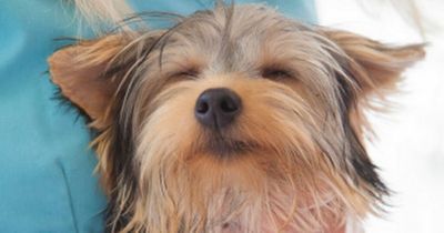 Expert reveals why you should not let your dog kiss you