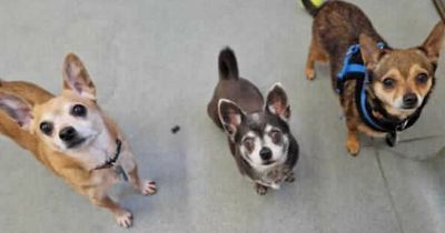 RSPCA search for 'chihuahua expert' to rehome three divas who can't be separated