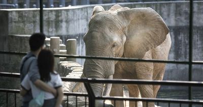 Elephants kept in zoos 'feel pain and suffering', animal welfare charity warns