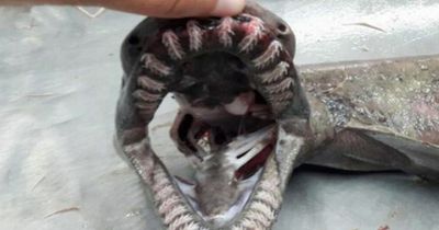 Bizarre prehistoric frilled shark with 300 TEETH known as 'living fossil' is found