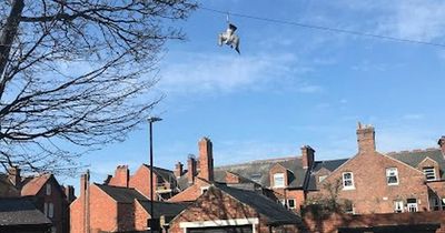 Seagull rescued after getting hooked on telegraph line by fishing lure in Sunderland