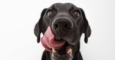 Dog lovers warned against pet kisses that can 'spread salmonella and ringworm'