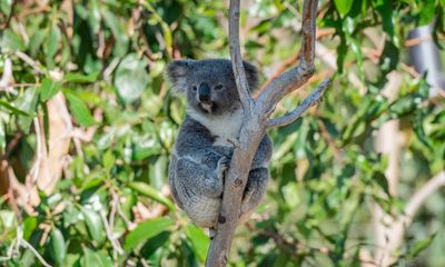 New NSW logging rules still allow clearing of koala habitat, conservationists say