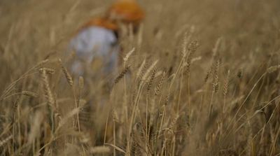 India Is Not Moving to Curb Wheat Exports, Official Says