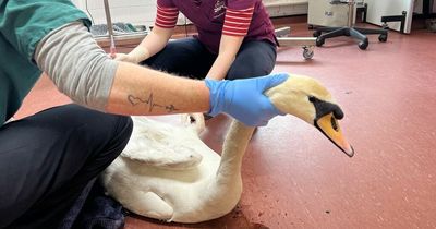 Swan suffers 'horrendous' injuries in dog attack