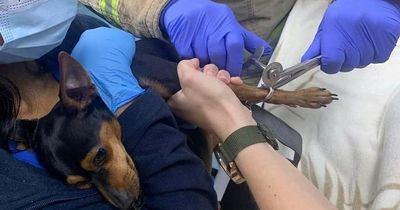 Terrified dog freed by firefighters after ‘freak’ car seatbelt accident