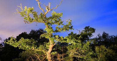 Lanarkshire woodlands nationally recognised in Queen’s Green canopy network