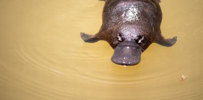 Australia's next government must tackle our collapsing ecosystems and extinction crisis