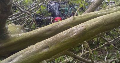 Nan raises fears for children after car hit by falling tree