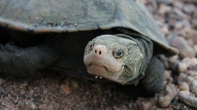 Bum-breathing Irwin's turtle resurfaces in Queensland river after 20 years, JCU researchers say