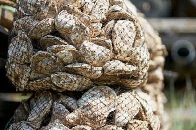 Ancient Indigenous oyster fishing practices could save coastal ecosystems, study finds