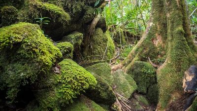 Devil's Thumb climbing track in Daintree National Park to have restricted access
